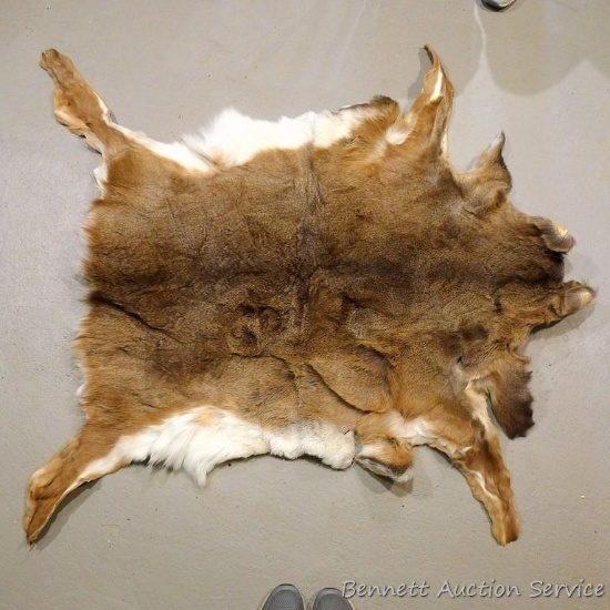 Whitetail deer hide has been tanned, measures approx. 3' x 4'.