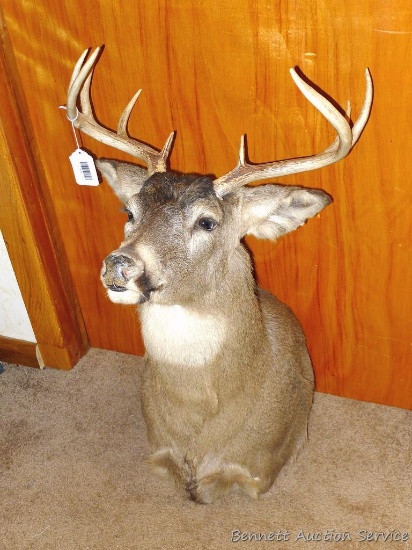 9 point whitetail deer mount is over 19" at widest.