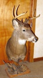 8 point whitetail deer mount is nearly 16