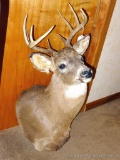 10 point whitetail deer mount is 14