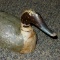 Wooden duck decoy has glass eyes and removeable head. Measures 19-1/2