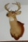 10 point whitetail deer mount in good shape.