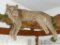 Bobcat mount on driftwood is approx. 4' wide and in good condition.