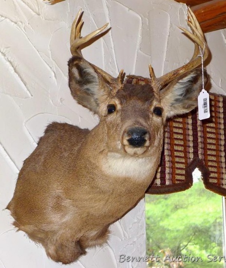 Deer head mount, 10 point buck is approx. 21" x 24".