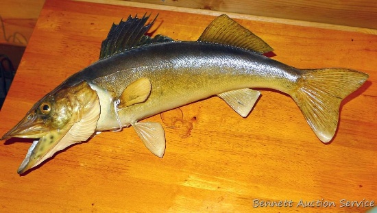 16" Noreye or Muskeye looks like he was a fighter.