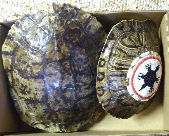 Two turtle shells ready for a project, larger is 8" and smaller has beading on shell.