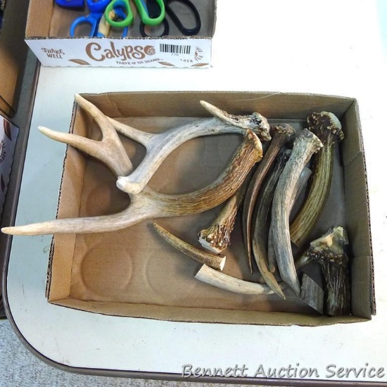 Deer antlers up to 10" ready to be used in crafts or other projects.