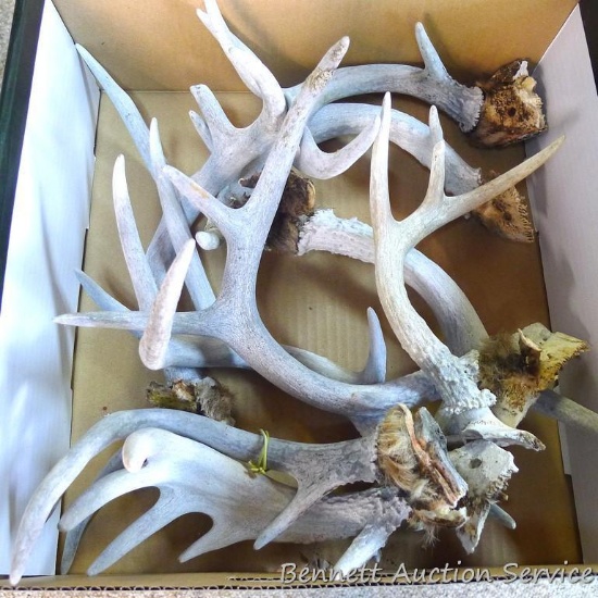 Quantity of antler sheds as pictured. Largest is approx. 12".