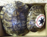 Two turtle shells ready for a project, larger is 8