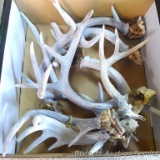 Quantity of antler sheds as pictured. Largest is approx. 12