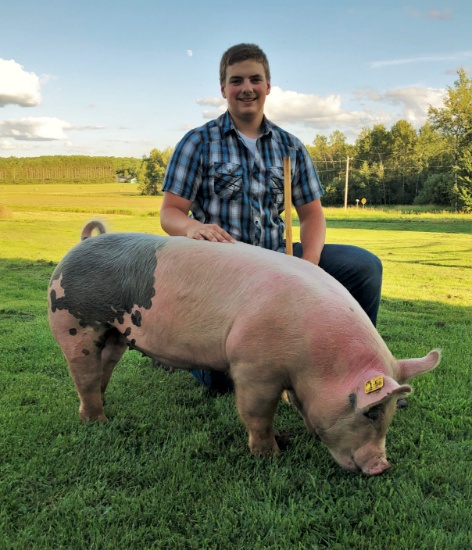 Mason Sauter selling 299 lb. hog.  Price is per pound.