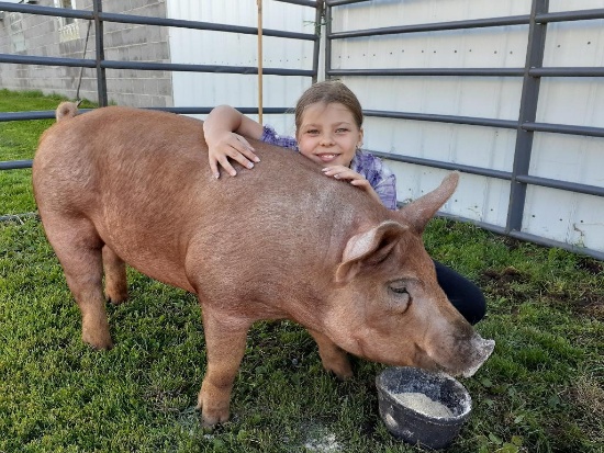 Abigail Seitz selling 306 lb. hog.  Price is per pound.