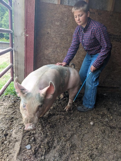 MacCoy DeLeasky selling 226 lb. hog.  Price is per pound.