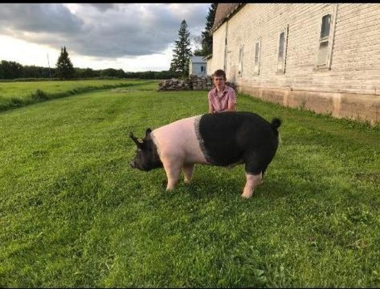 Jonathan Eibergen selling 275 lb. hog.  Price is per pound.