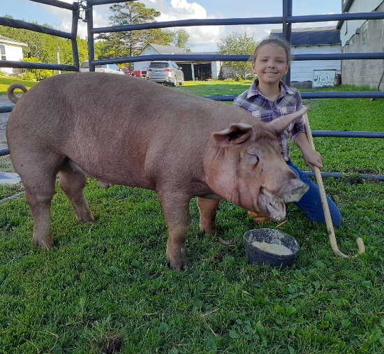 Ericka Seitz selling 320 lb. hog.  Price is per pound.