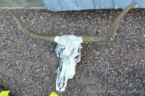 Cow skull and horns. Distance between horn tips is 41".