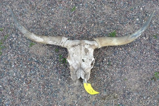 Cow skull and horns. Distance between horn tips is 45".