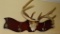 Coat hook with antler accent is 32