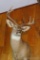 Eight point white tail deer mount with spooky eyes.
