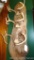 Whitetail buck antlers mounted on a 44