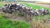 Pile of cut and uncut firewood up to 18