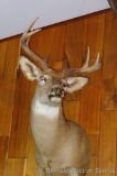 Eight point white tail deer mount with spooky eyes.