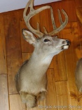 8 point white tail deer mount still has velvet on antlers.