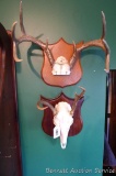 European and other white tail deer mount. Largest is 17-1/2