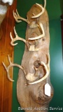 Whitetail buck antlers mounted on a 44
