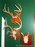 Four whitetail buck antler mounts. Largest is a 16