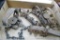 Four Victor traps, plus a Easy Set No. 2 coil spring trap. Victor traps include a No. 2 coil spring