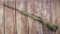 Remington Model 700 rifle chambered in .270 is missing the bolt and has brass mashed into the