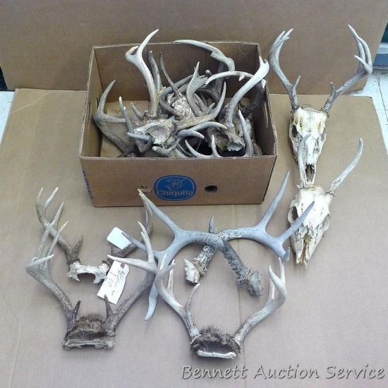 Lots of deer antlers, include a couple of European mounts. Great for the wall of your cabin or used