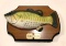 Big Mouth Billy Bass; motion activated talking fish; untested