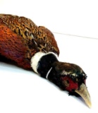 Rooster Pheasant Hide with felt backing; 3 foot long; taxidermy; colorful mount; good condition