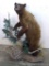 Really cool cinnamon bear mount is in good condition and mounted on a rolling stand. Mount is 60