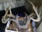 Three racks of antlers, one is mounted and ready to hang on the wall of your cabin. Mounted rack is