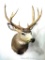 Nine-point deer mount is in good condition. About 22