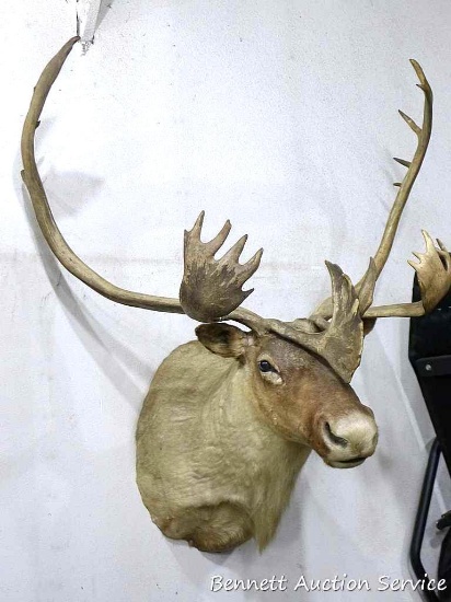 Really cool caribou mount would look great in your great room. Sticks out 36" from wall and is about