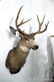 9-point deer mount is in fine shape. Sticks out about 23