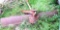 Seven foot 3-point swiveling back blade.