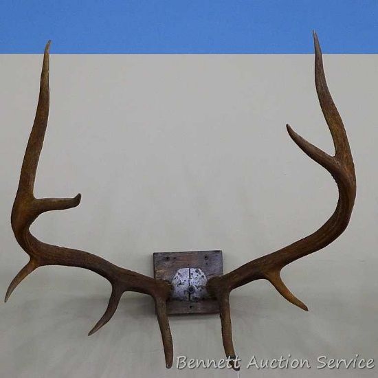 5x4 elk antler mount is around 34" at widest.