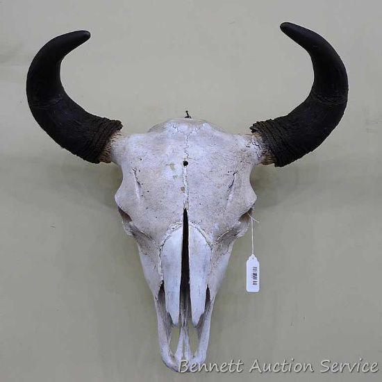 European bison skull mount measures approx. 23" x 23".