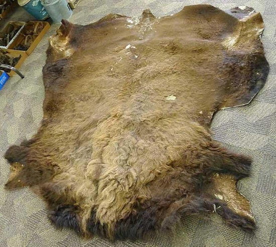 Tanned Bison hide is about 78" x 78".