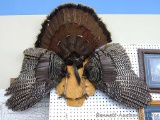 Turkey mount neatly displays the tail, wings, spurs and beard. Measures approx. 4' wide x 3' high.