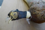 Mounted pheasant; measures 30
