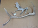 Elk and Moose antlers up to 3' long.