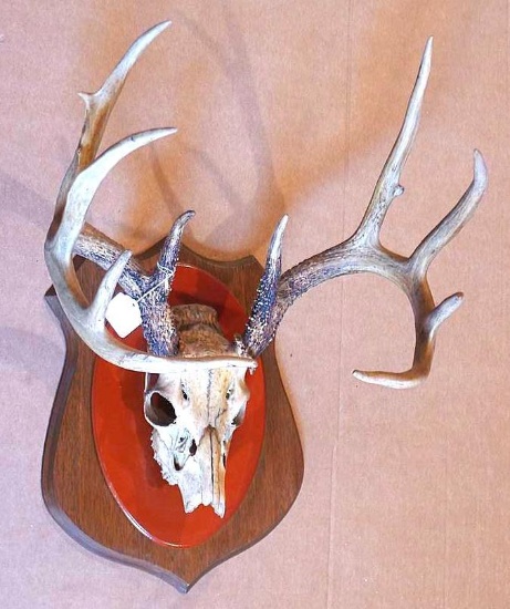 10-point European style rack of antlers are 17" across the widest parts. Located upstairs, please