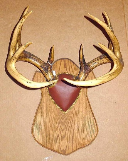 10-point rack of deer antlers are about 17" across widest part. Closest tips are 3/4" apart. Located