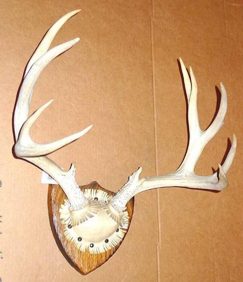 12-point rack of deer antlers are about 20-1/2" across widest part. Tip of one point has been broken